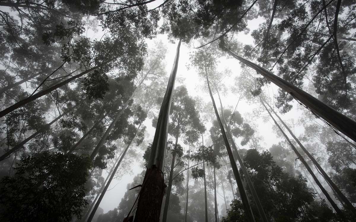 侦探英文电影