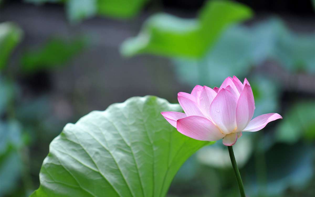 东野圭吾的
