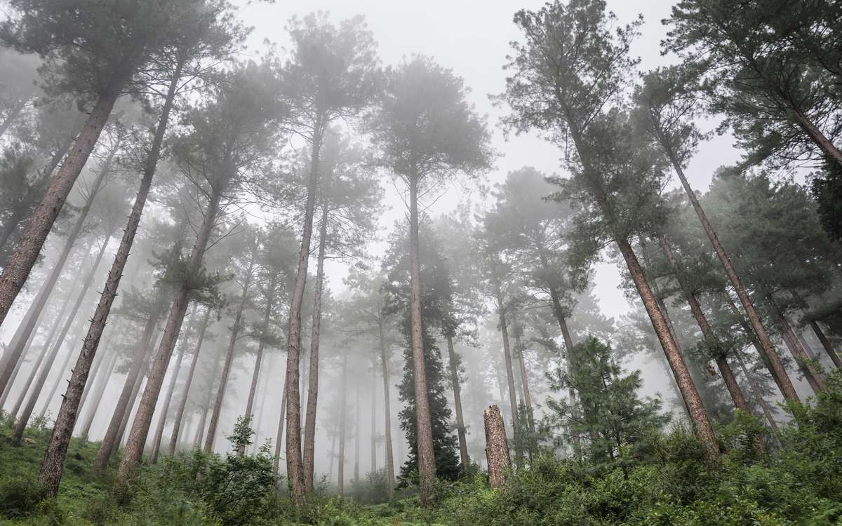 妈妈福尔摩斯读后感