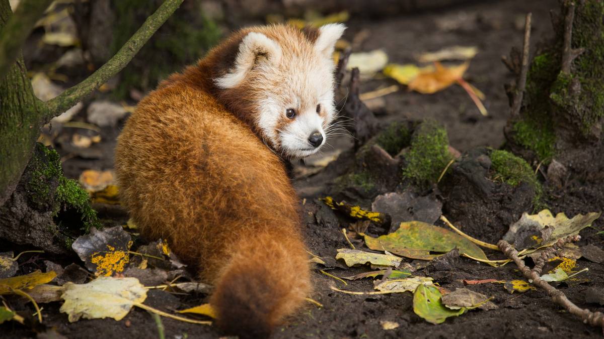 小说张公案