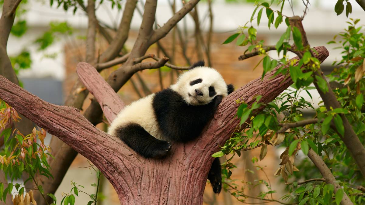 命案破案率