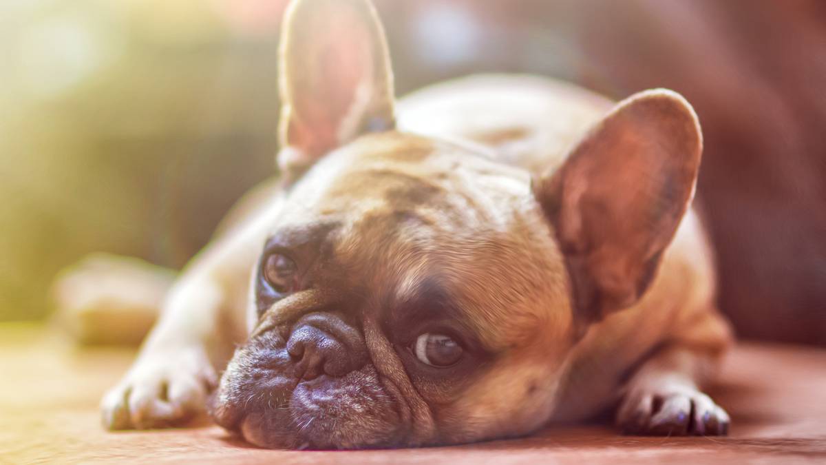 学生街杀人事件东野圭吾下载